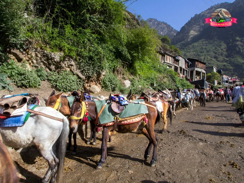 Ghoda images for yamunotri