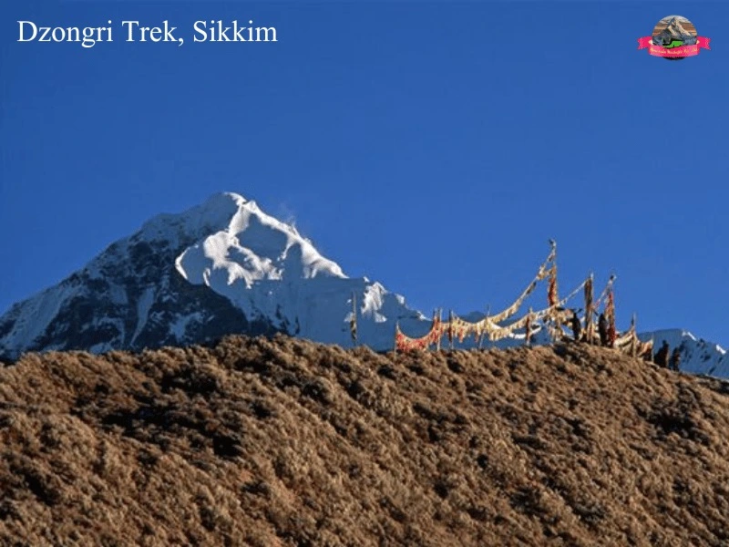 Dzongri trek is one of the best Cultural treks in India