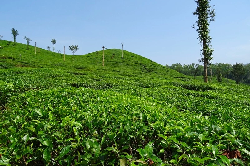 Tea garden, a best place to stroll near Dharamshala