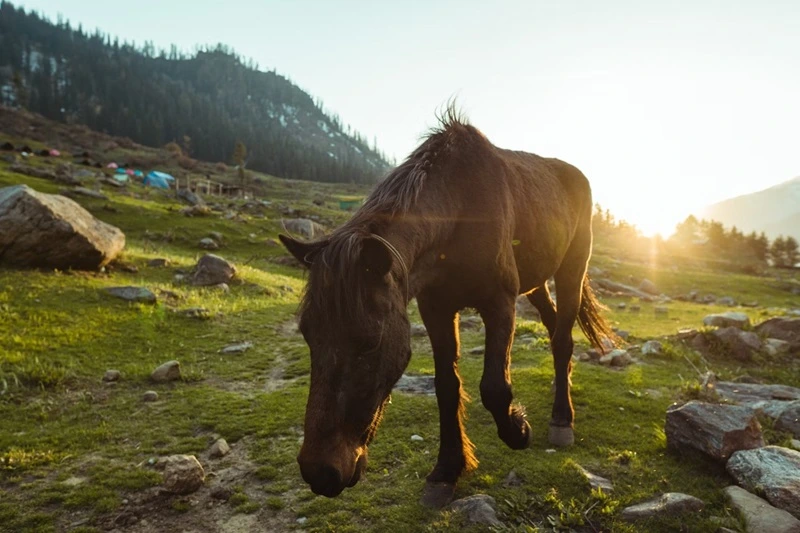 Kheerganga, tucked in the lap of Himalaya an idle destination destination for camping and trekking