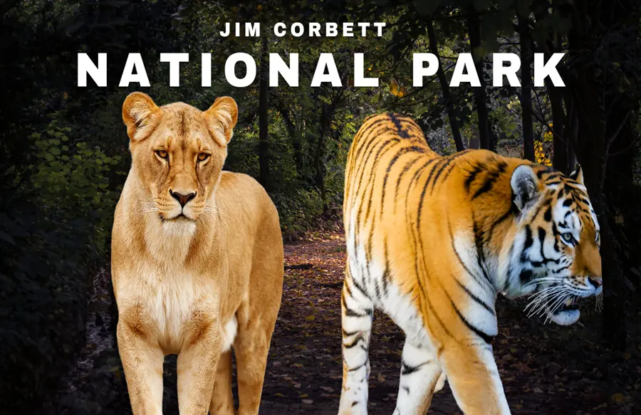 Tiger and lion in the image with text jim corbett national park written, another gem and loved place to visit in Uttarakhand