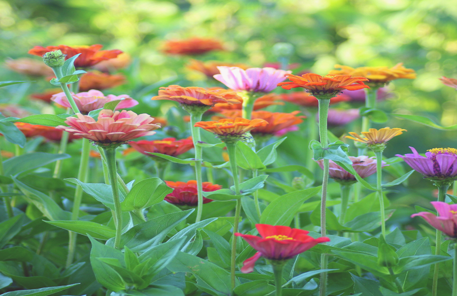 Flowers blooming at it's best in valley of flowers, most loved trekking destination in Uttarakhand