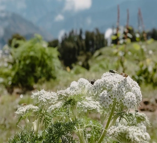 Beautiful Flower on Dayara Bugyal Trek