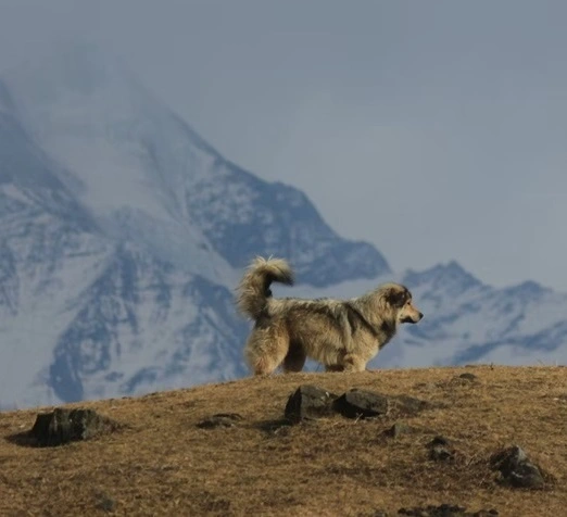 Amazing view on Dayara Bugyal Trek with a dog